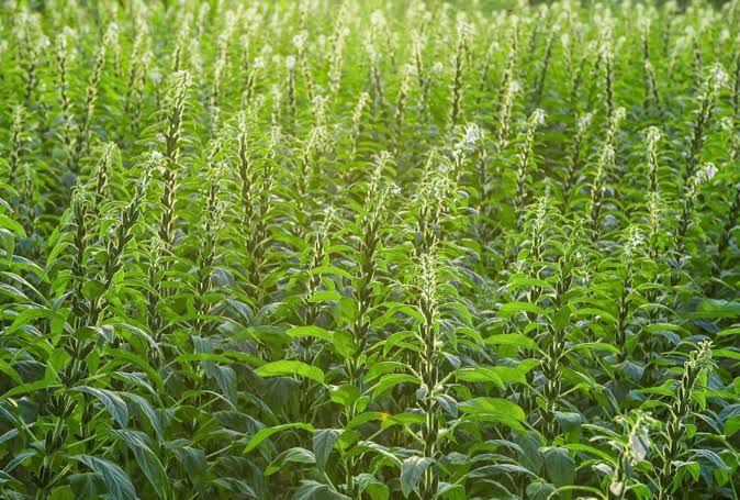 White Gold Sesame in flower